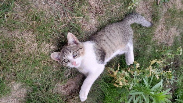 Lilly