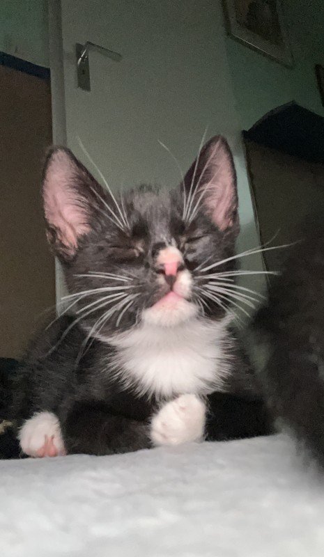Elmo