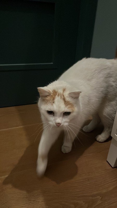 Tijger