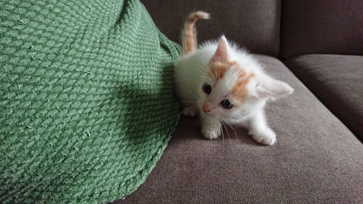 Tijger