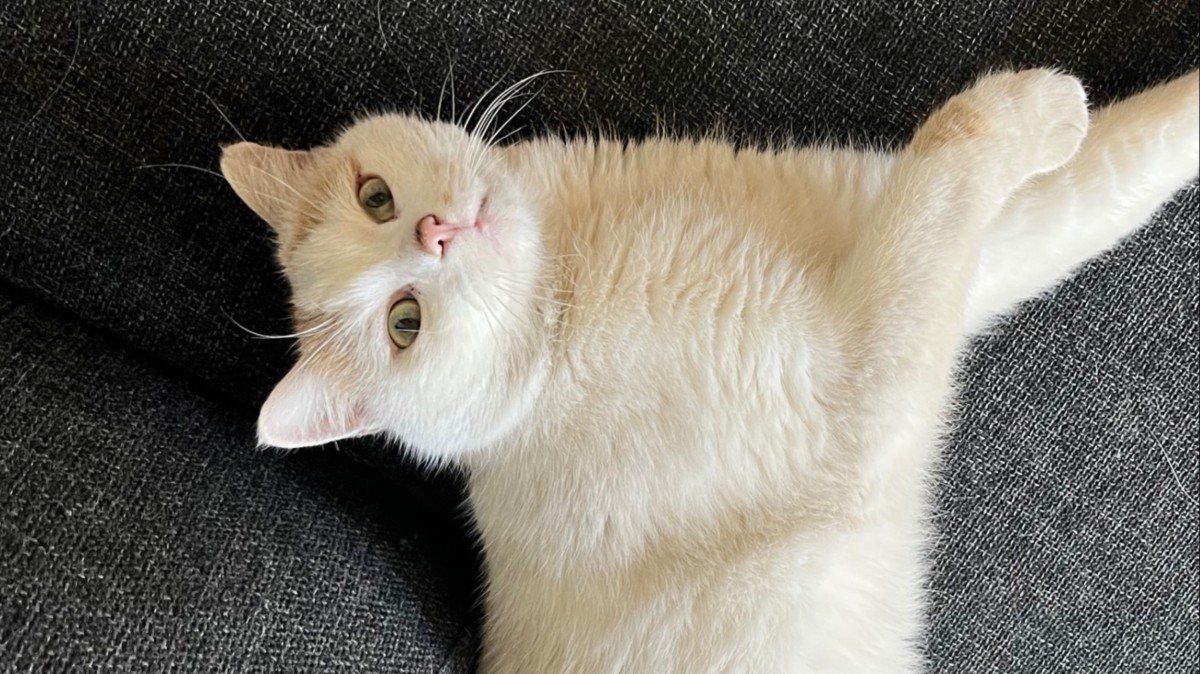 Tijger