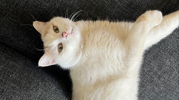 Tijger