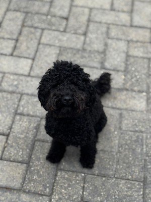 Bentley