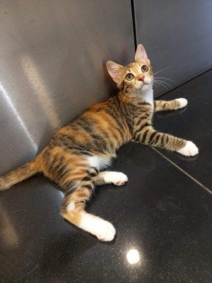 Bianca