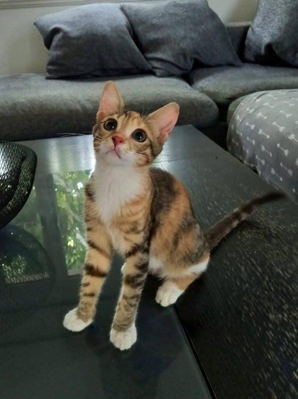 Bianca