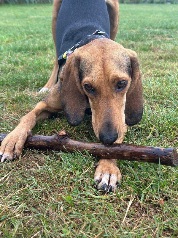 Kaya