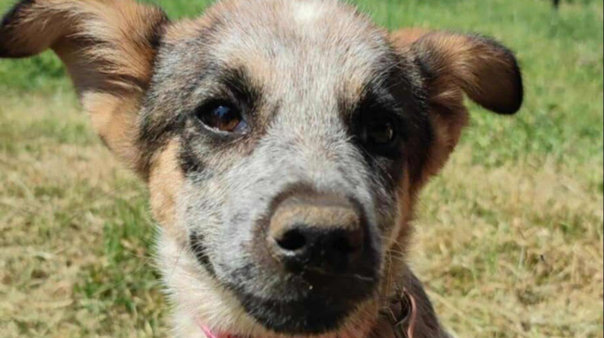 Penelope
