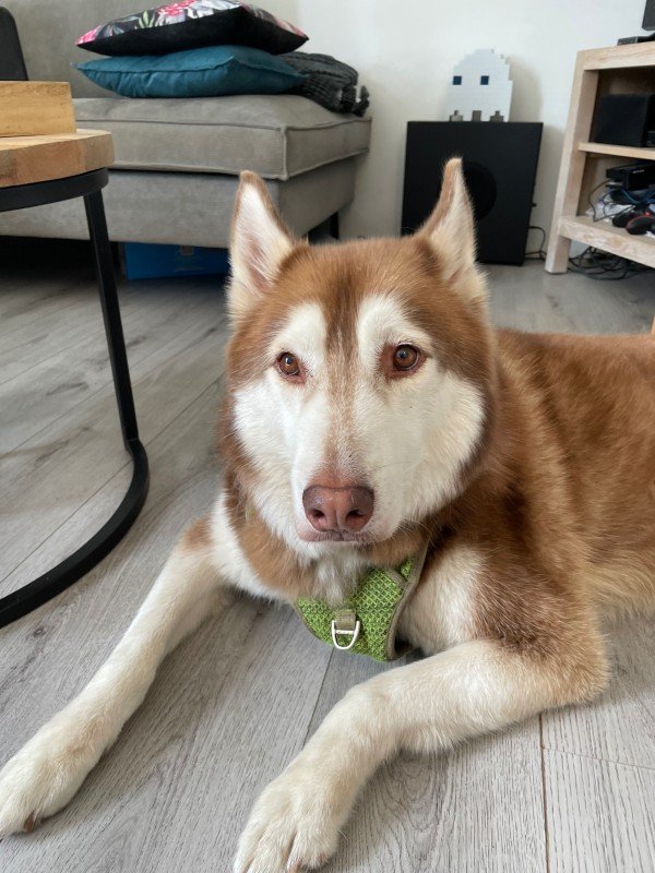 Dirk