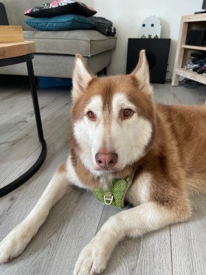 Dirk