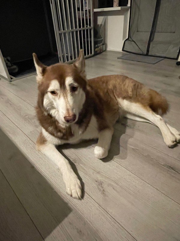 Dirk