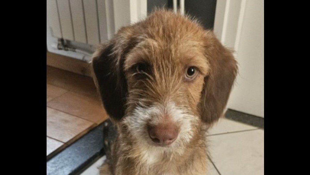 Kojak