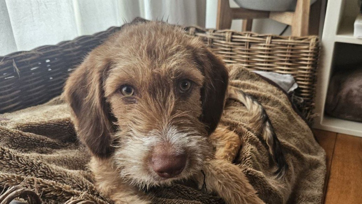 Kojak