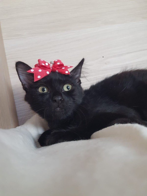 Malvina