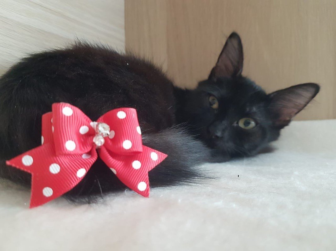 Malvina