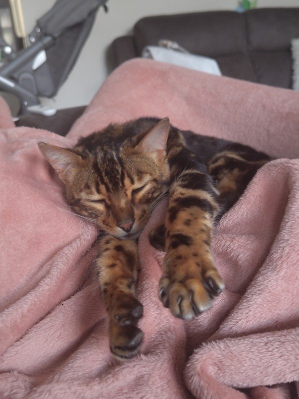 Bowie