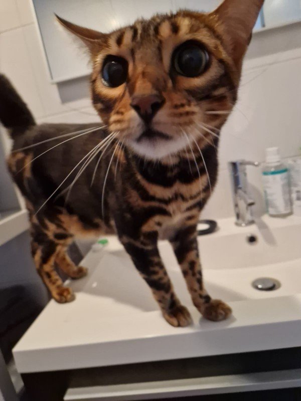 Bowie