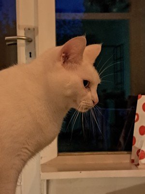 Lilly