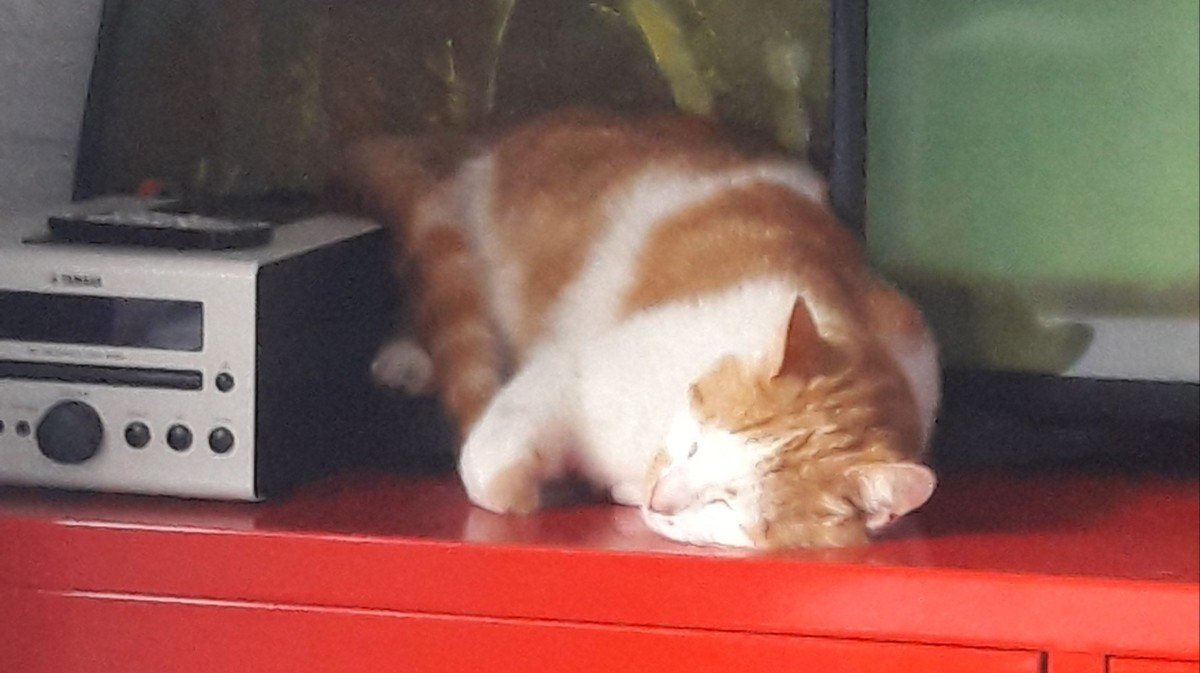 Poes