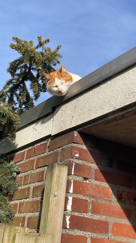 Poes
