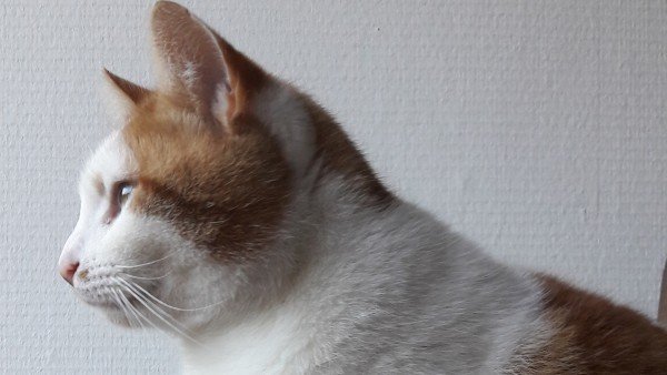 Poes