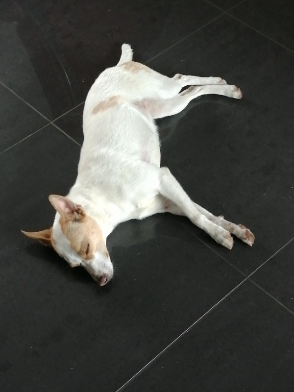 Ziva