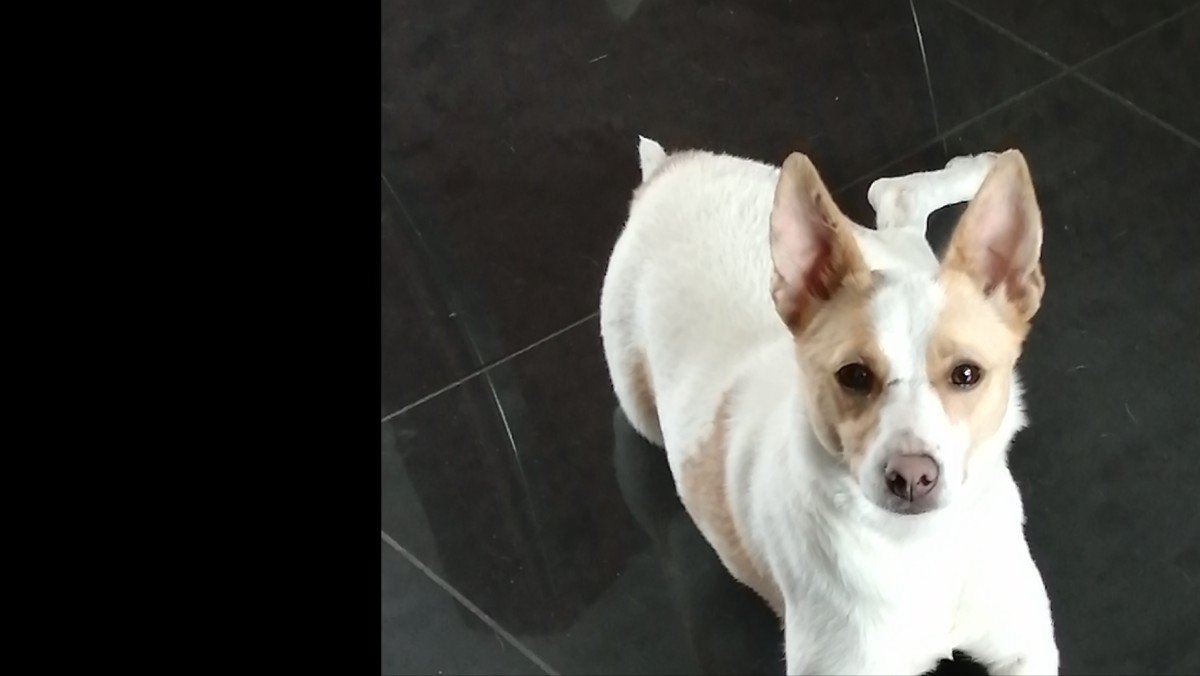 Ziva