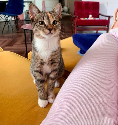 Lotje