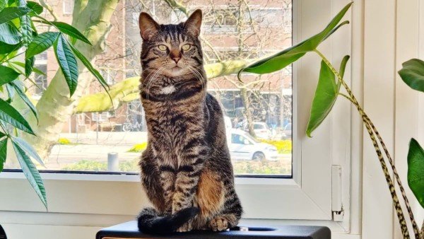 Micio
