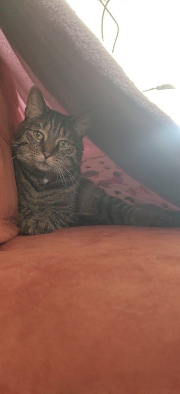 Micio