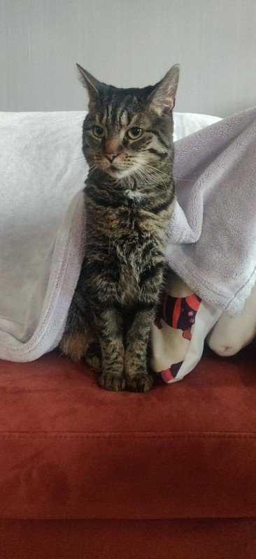 Micio