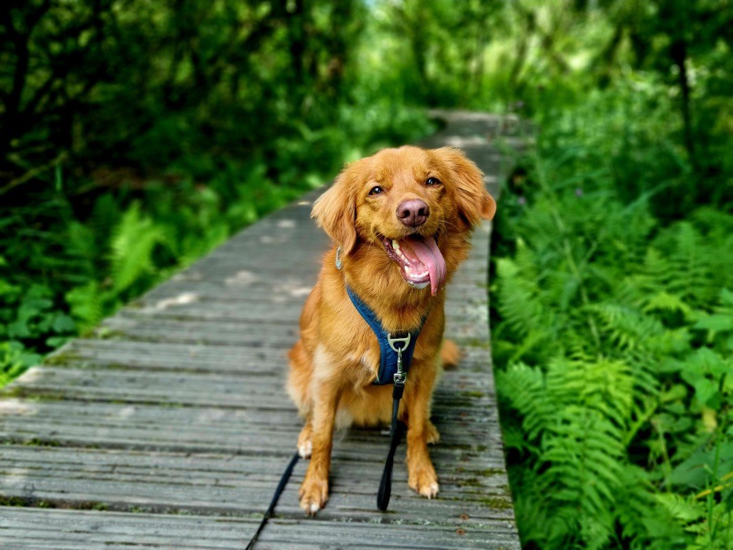 Nova