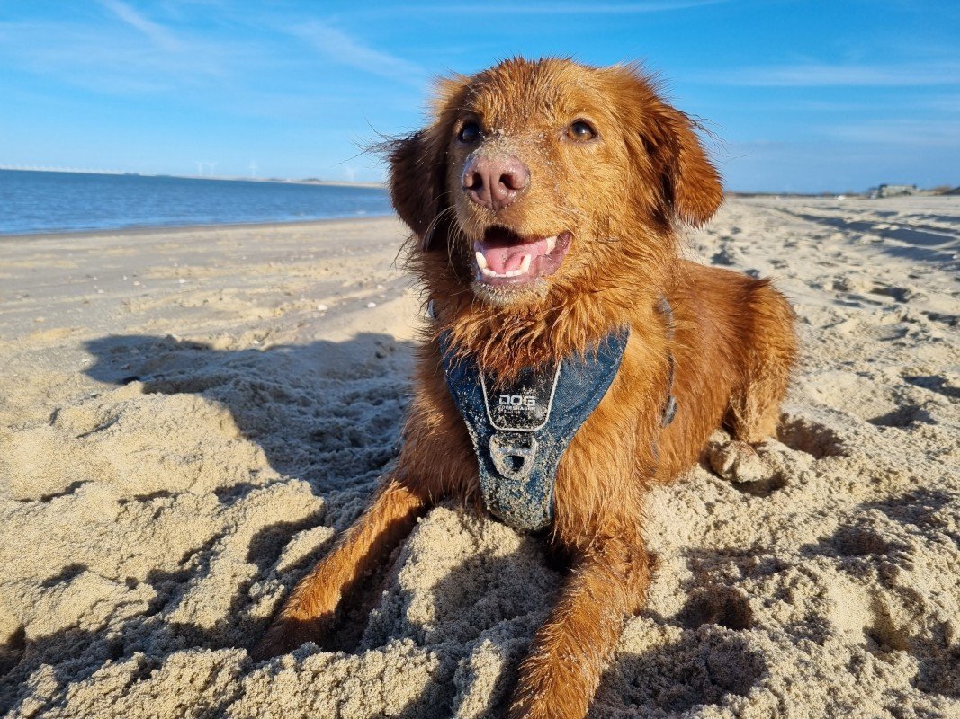 Nova
