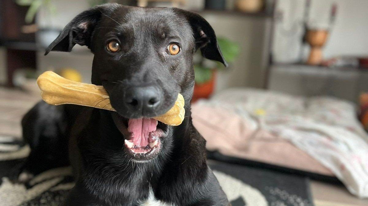 Rascal