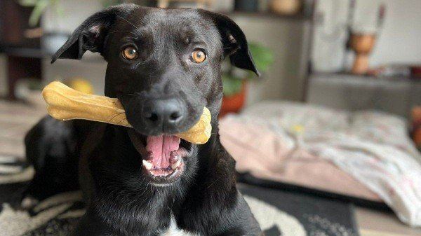 Rascal