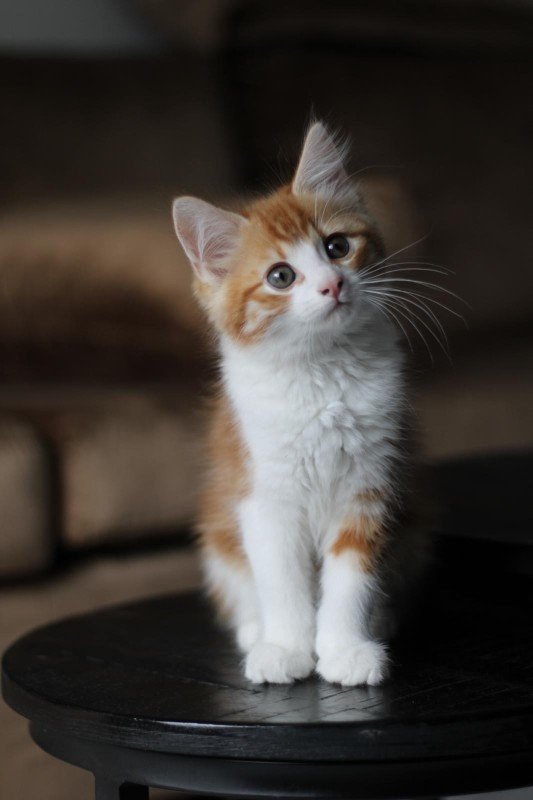 Nacho