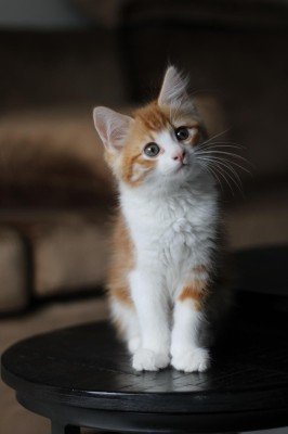 Nacho