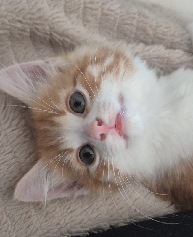Nacho