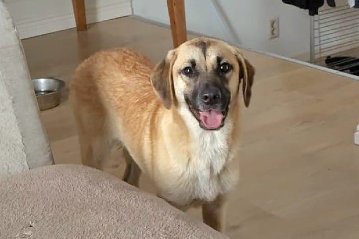 Ava