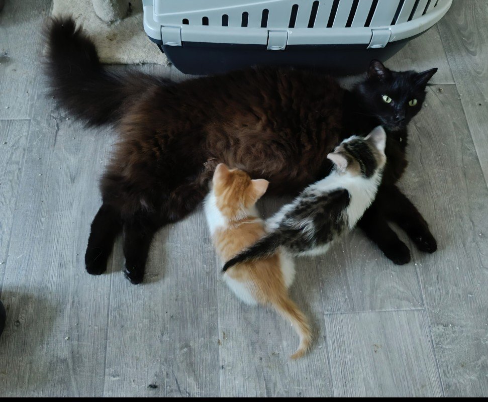Floortje