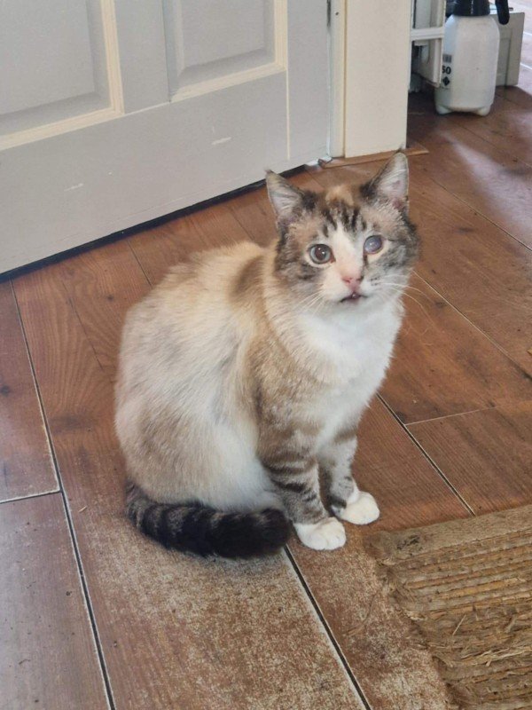 Muis