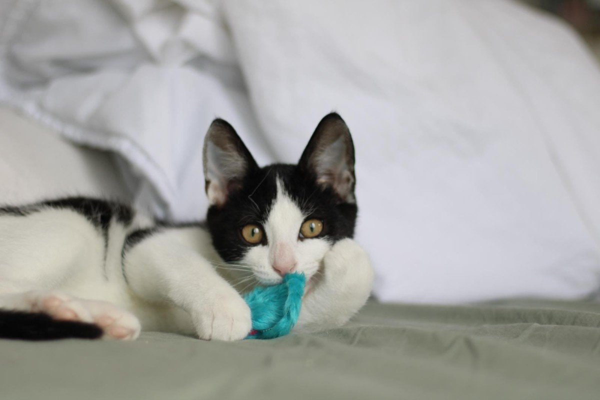 Oreo