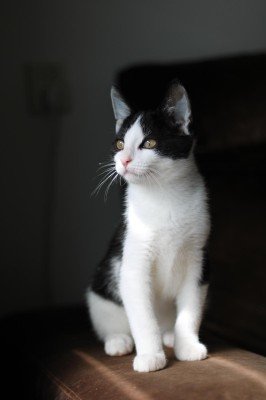 Oreo