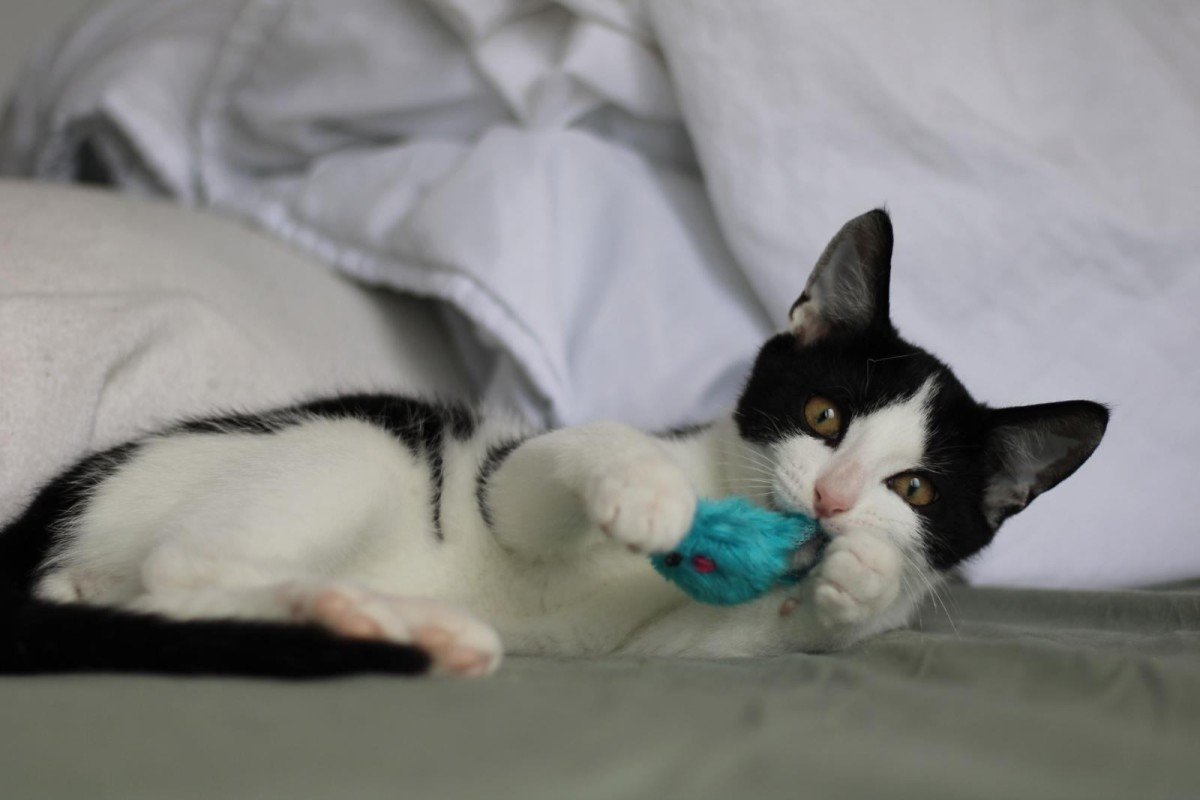 Oreo