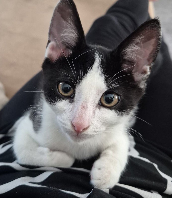 Oreo