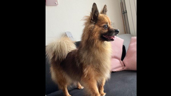 Dunja