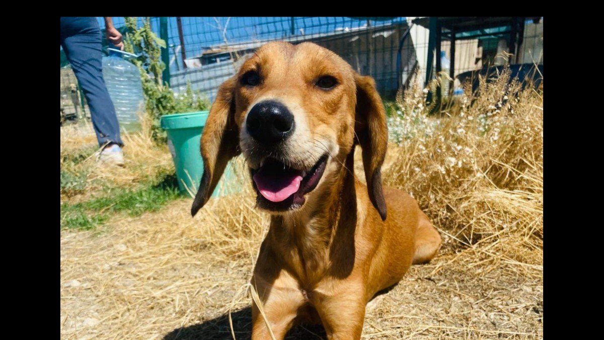 Hazel
