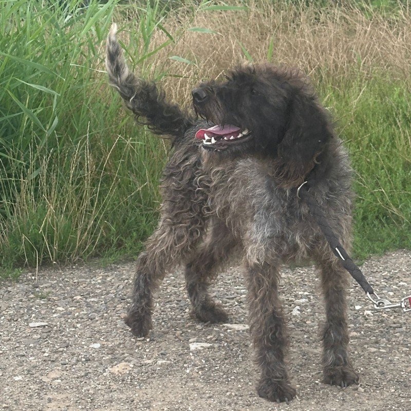 Rufus
