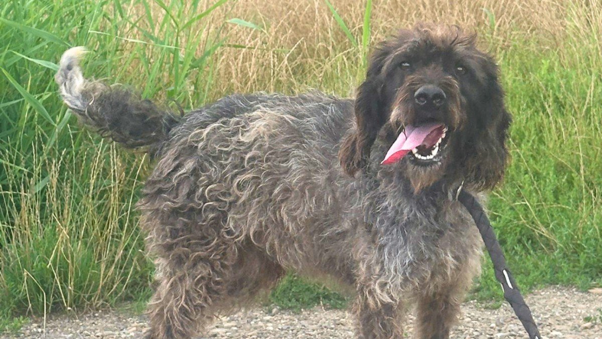 Rufus