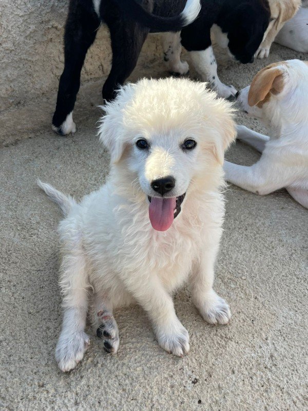 Coco