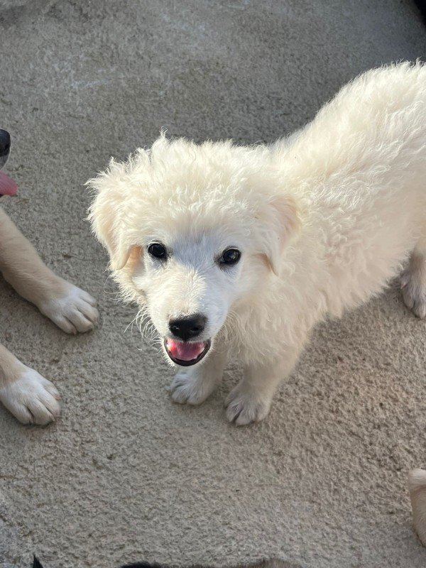 Coco